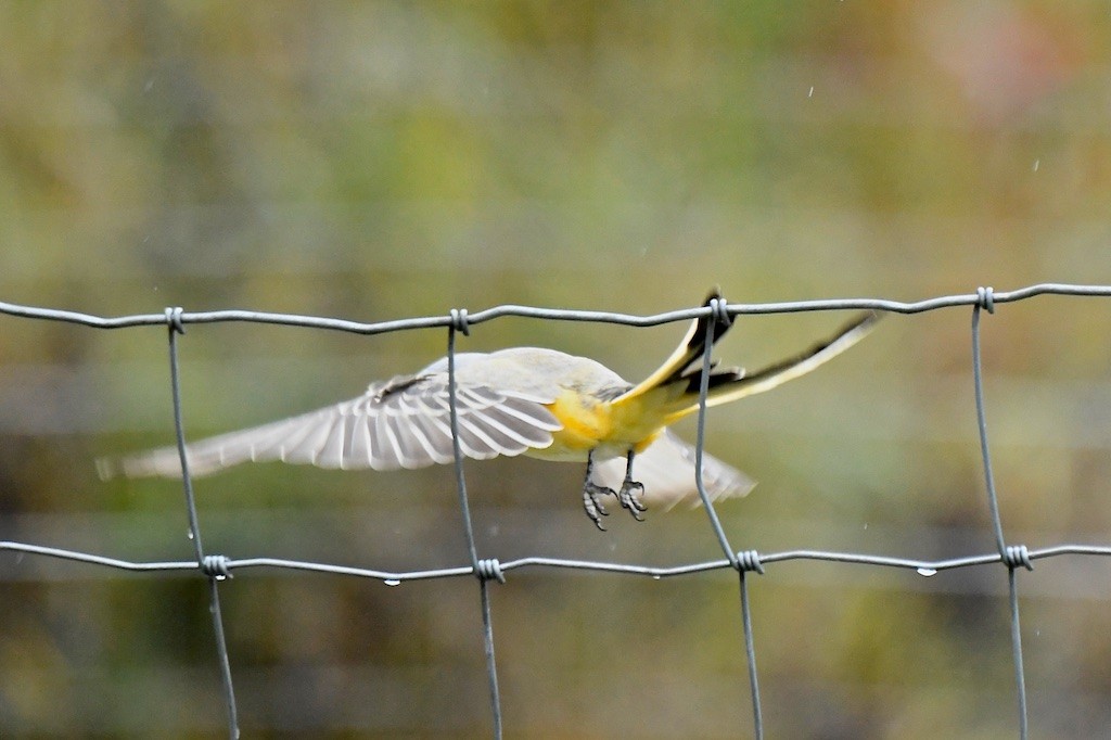 Scissor-tailed Flycatcher - ML643933294