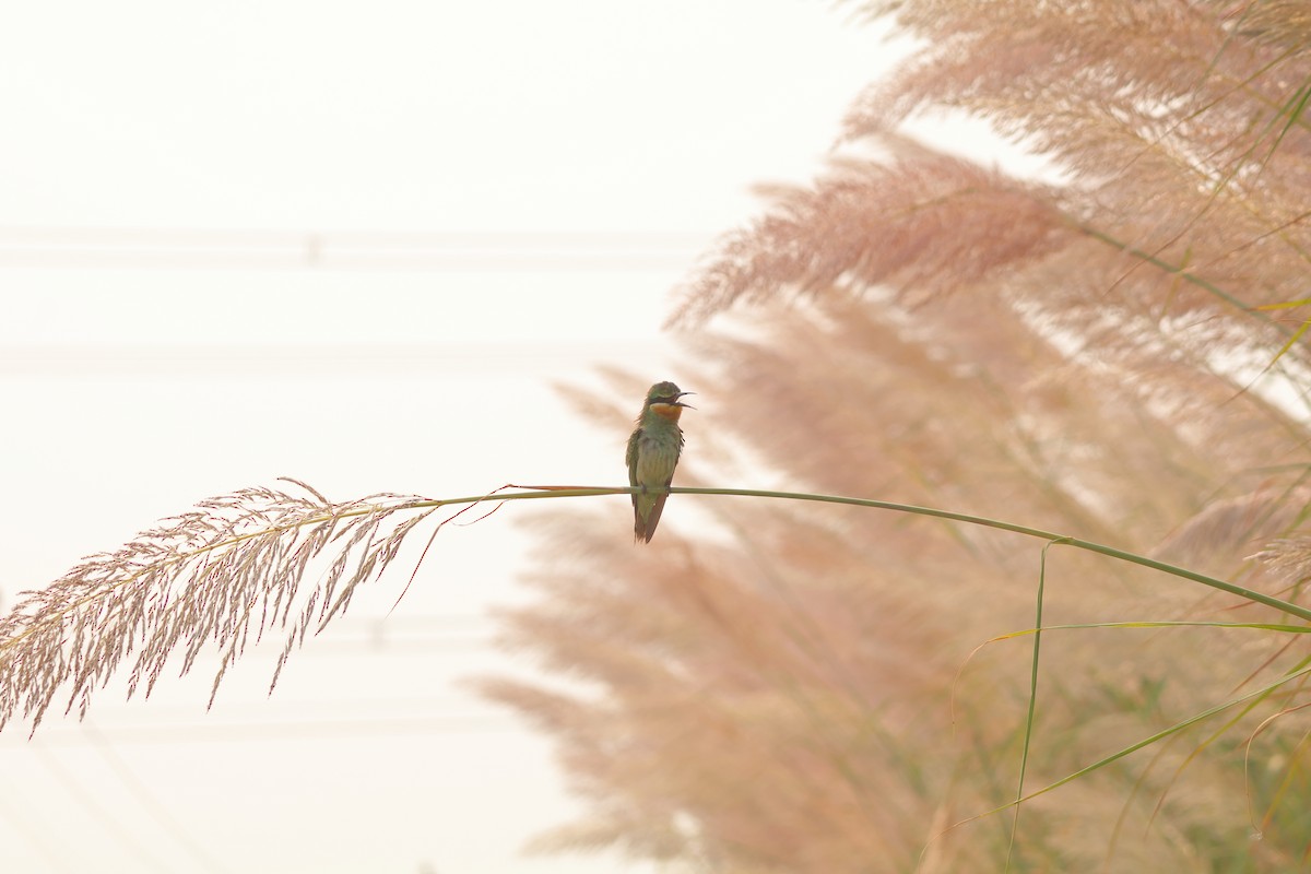 Blue-cheeked Bee-eater - ML643933317