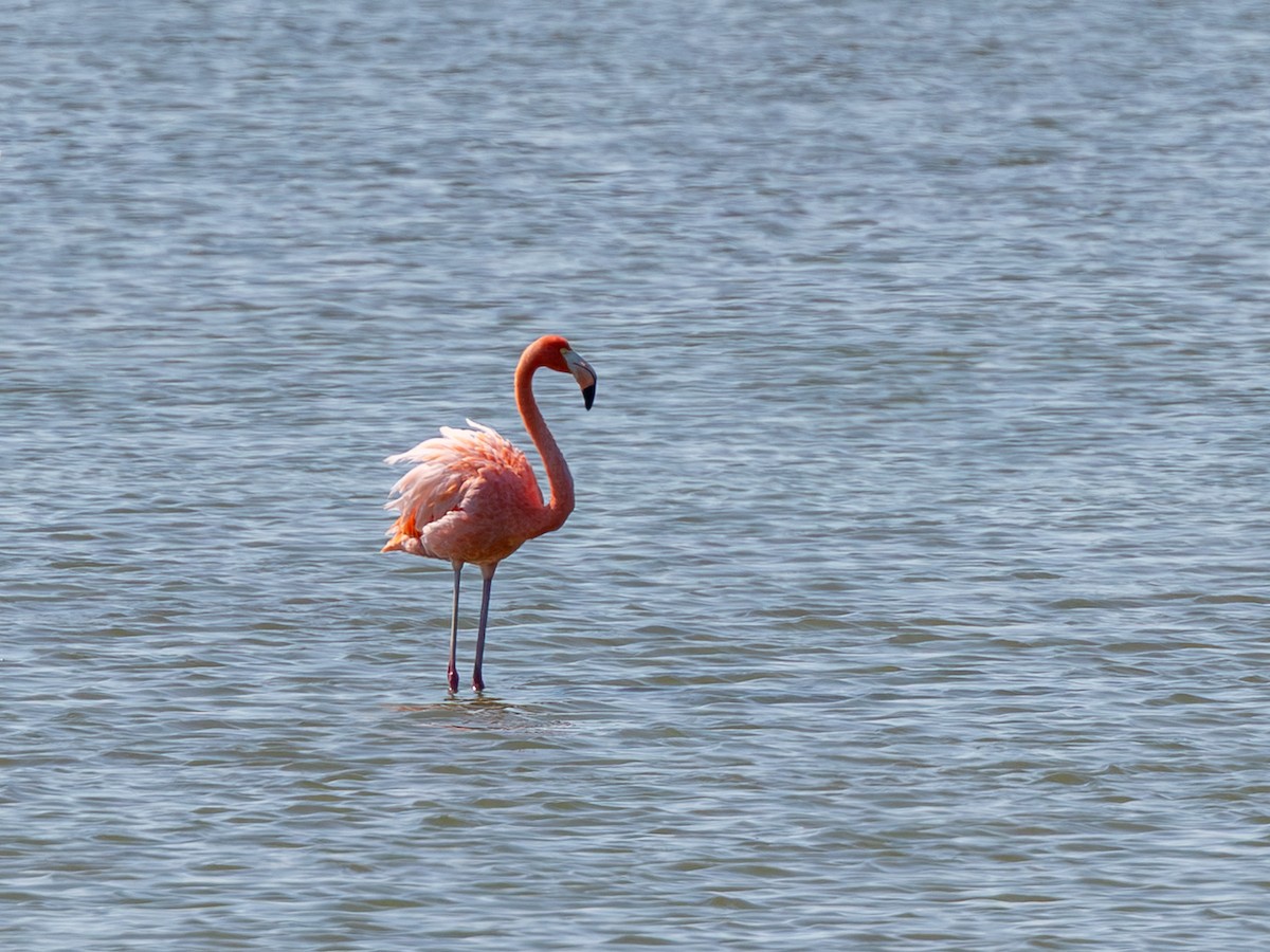 American Flamingo - ML643933328