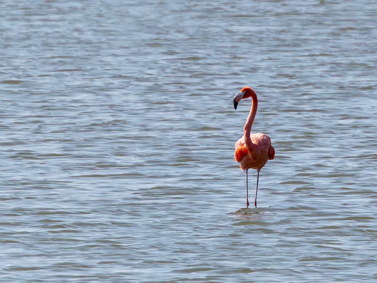 American Flamingo - ML643933330