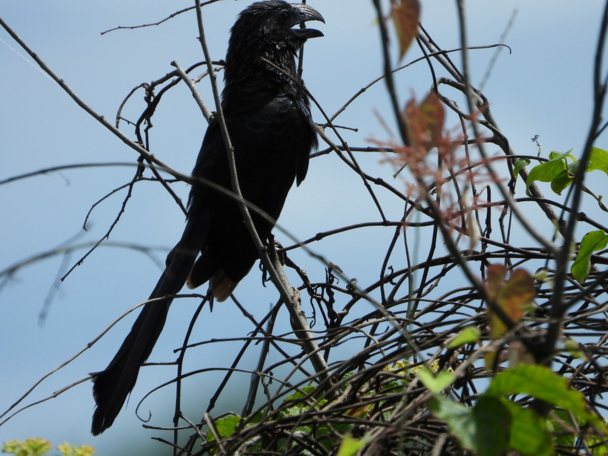 Smooth-billed Ani - ML643933338