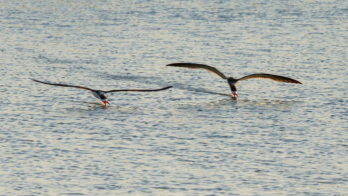 Black Skimmer - ML643933353
