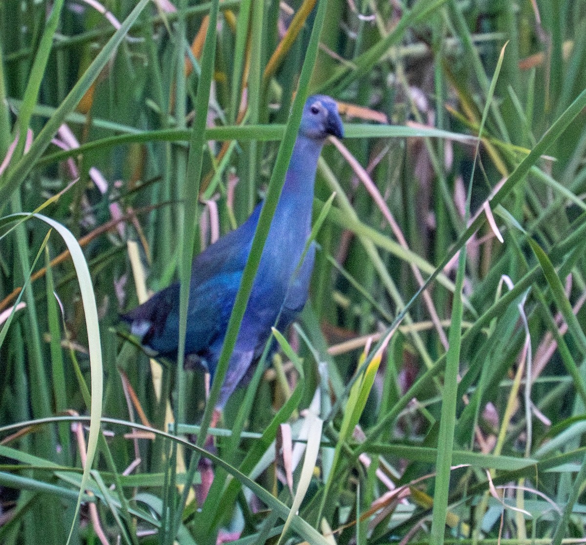 Uroilo urdin burugrisa - ML643933374