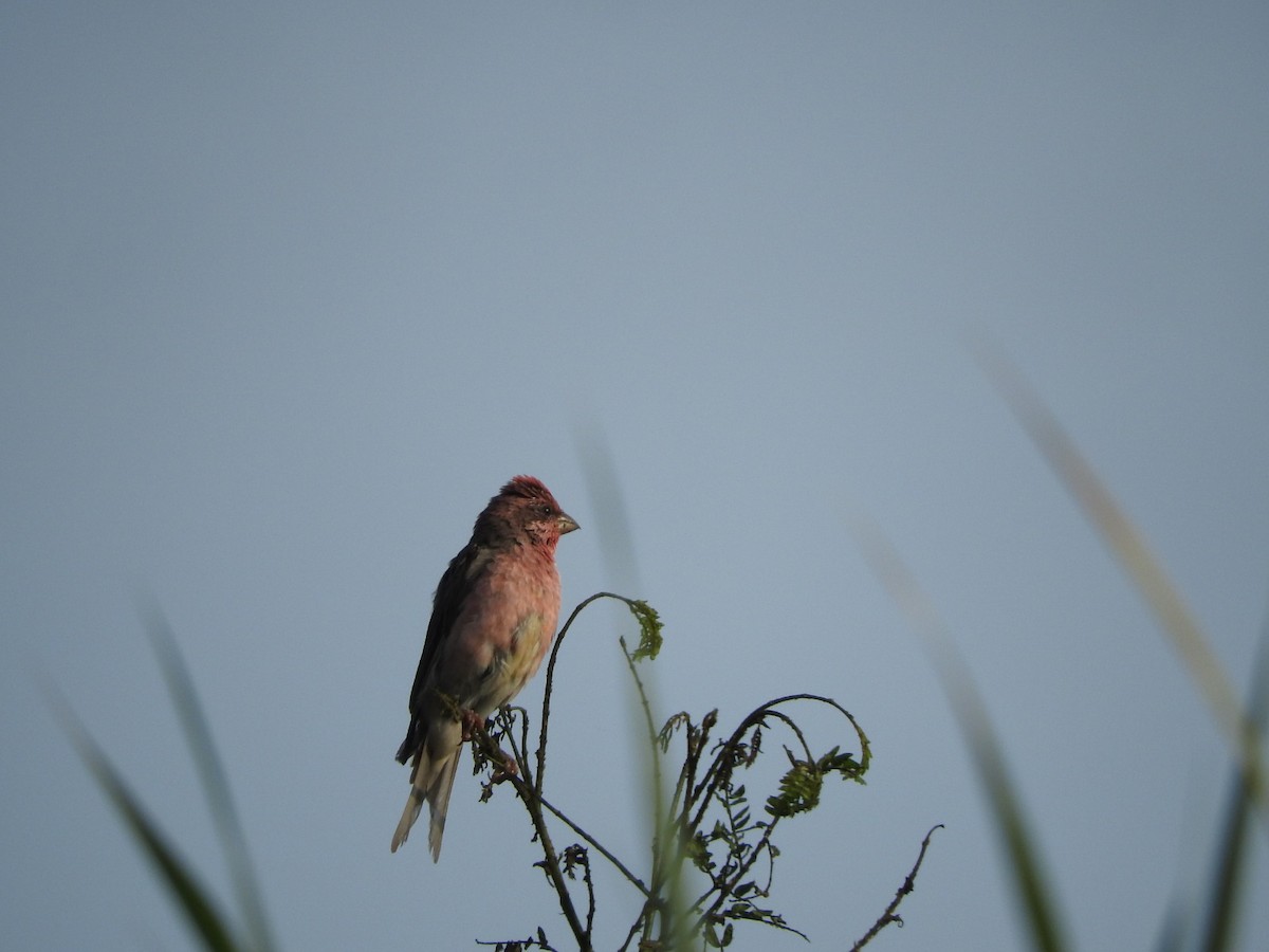 Common Rosefinch - ML643933392