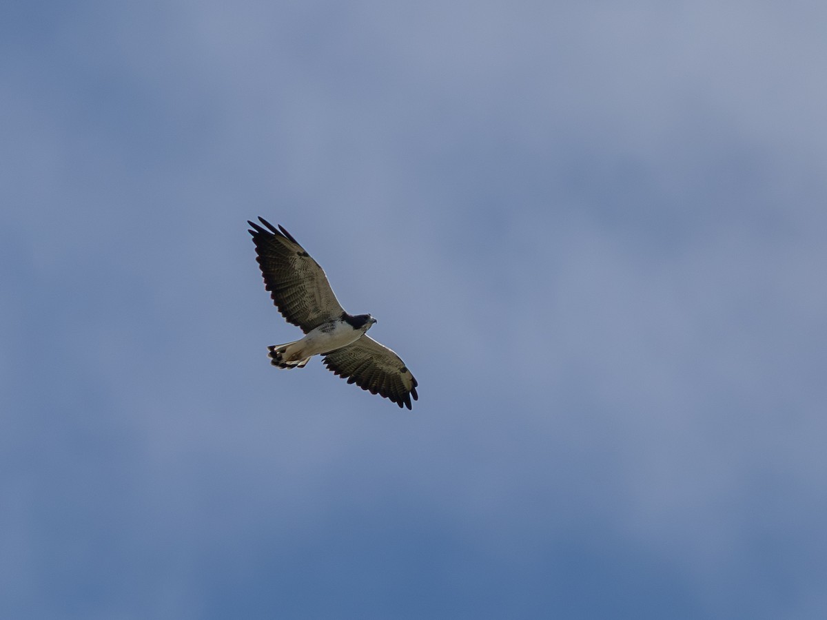 White-tailed Hawk - ML643933393