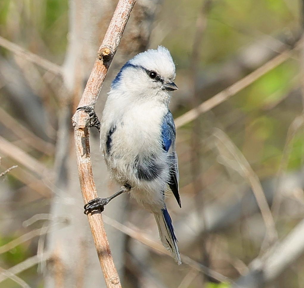 Mésange azurée - ML643933416