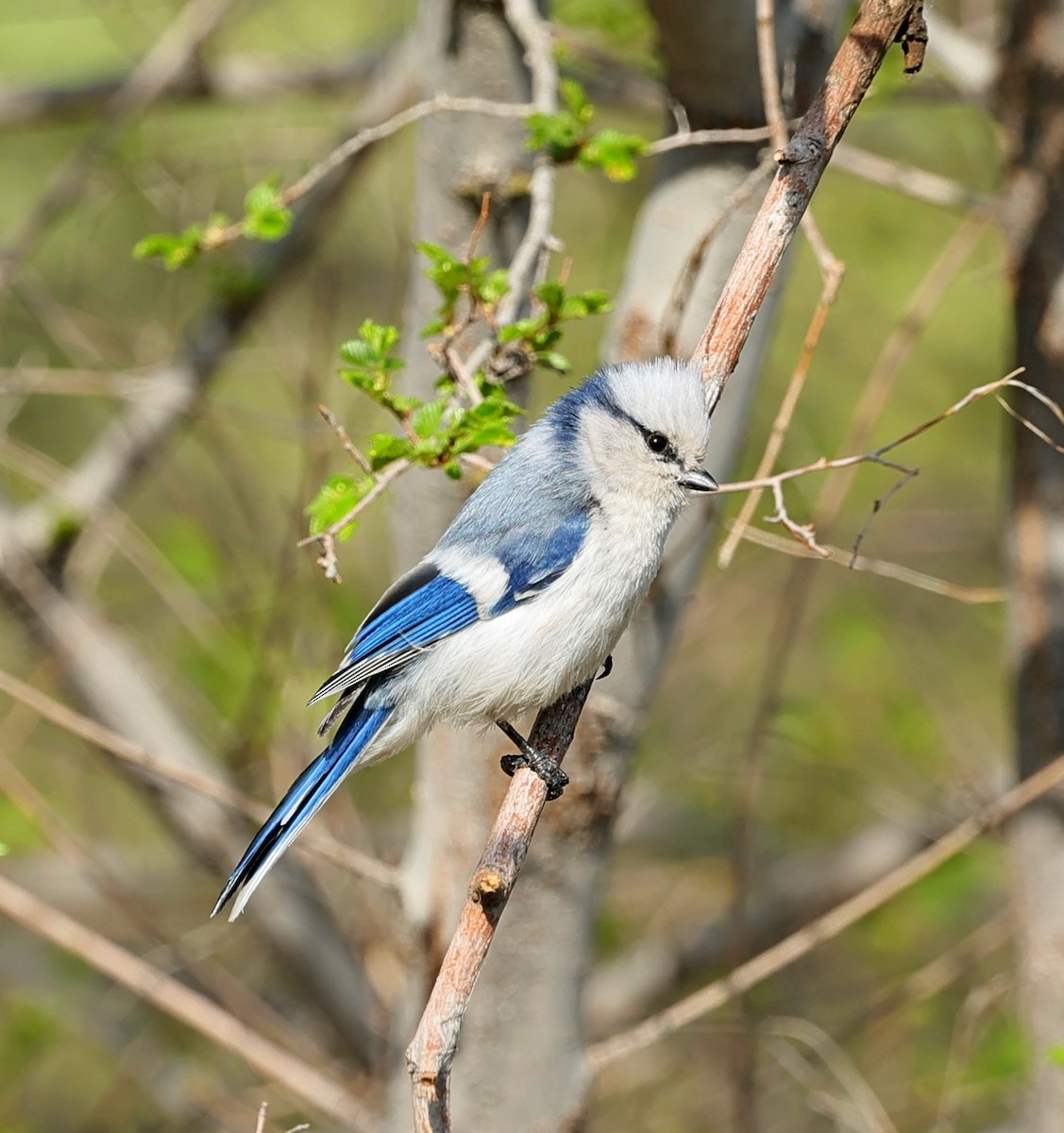 Mésange azurée - ML643933423