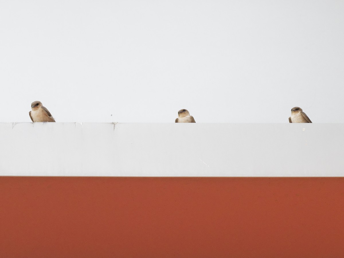 Hirondelle du désert - ML643933424