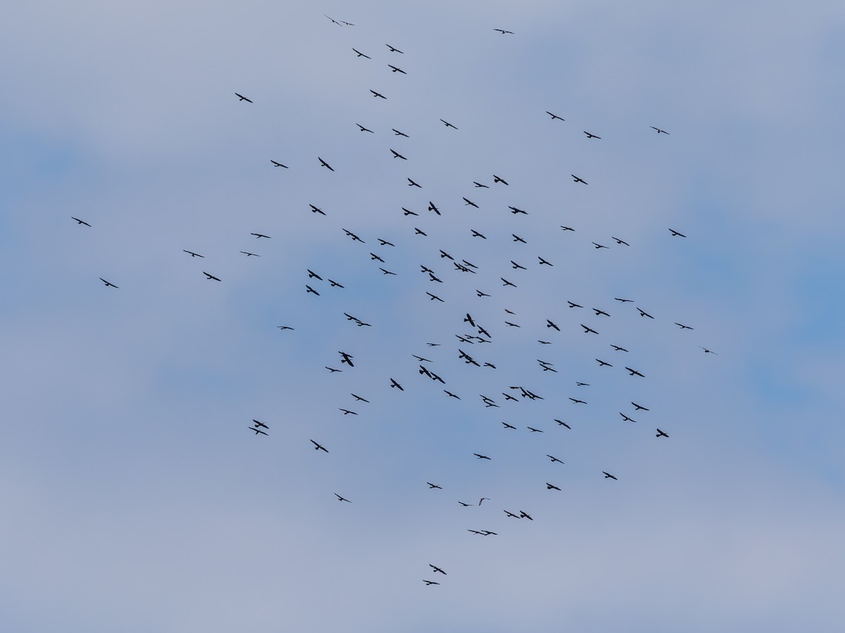 Anhinga - ML643933436