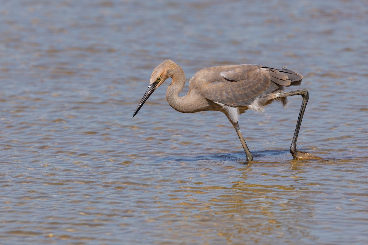 Reddish Egret - ML643933443