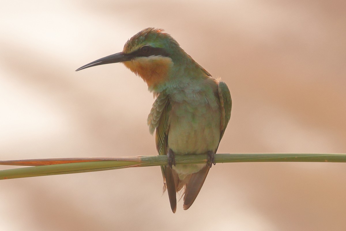 Blue-cheeked Bee-eater - ML643933454