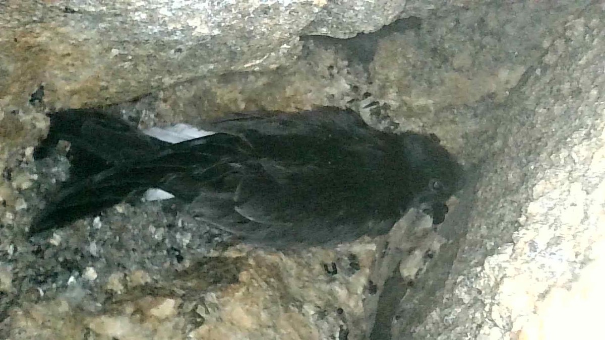 Wedge-rumped Storm-Petrel - ML643933467