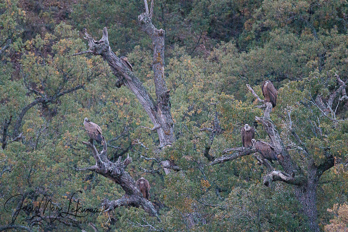 Eurasian Griffon - ML643933499