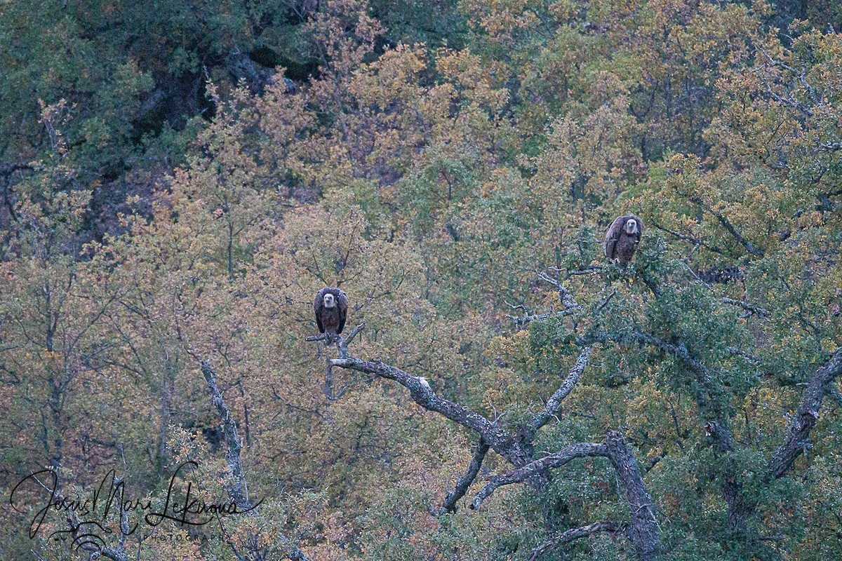 Eurasian Griffon - ML643933500
