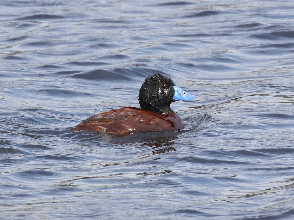 Lake Duck - ML643933507
