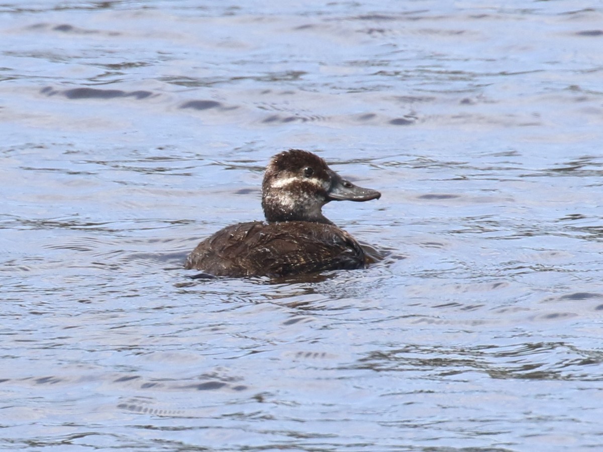 Lake Duck - ML643933508