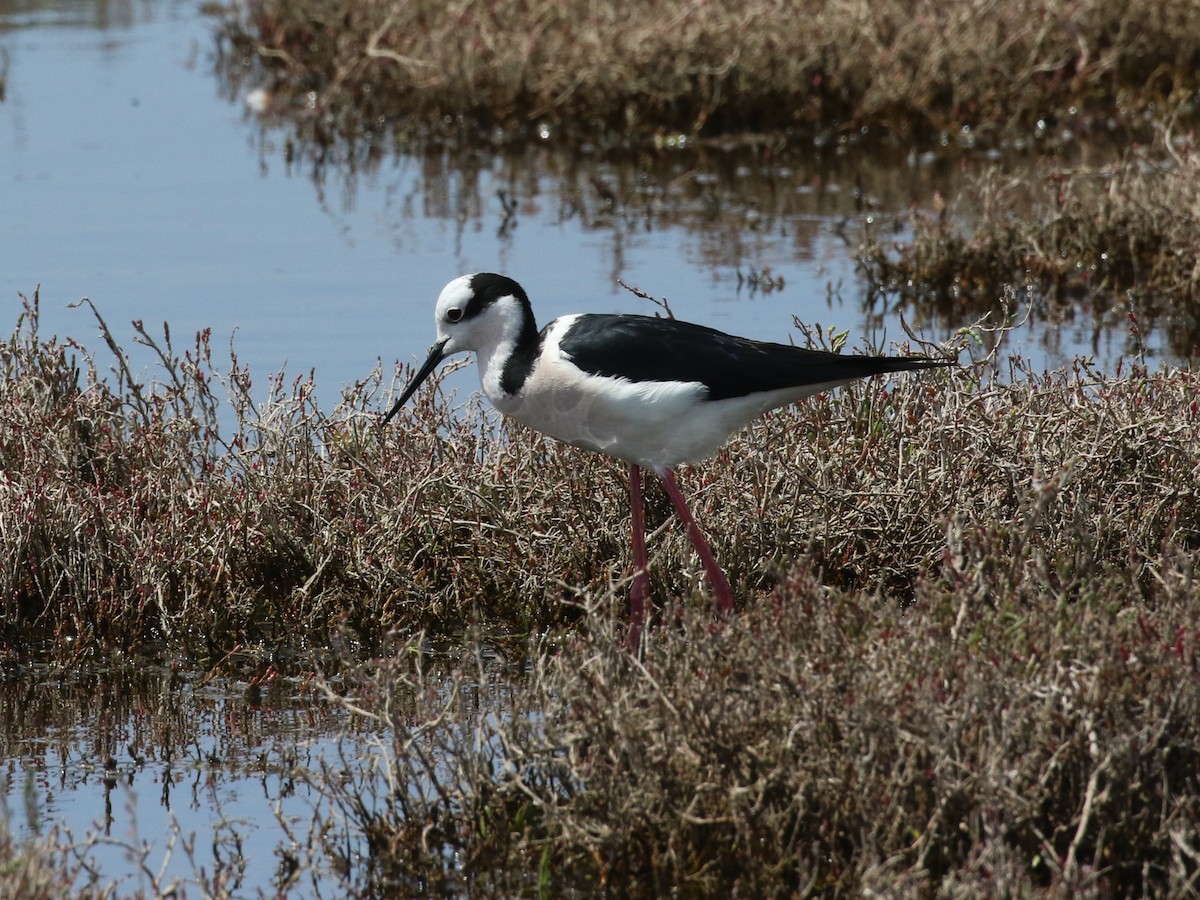 Black-necked Stilt - ML643933535