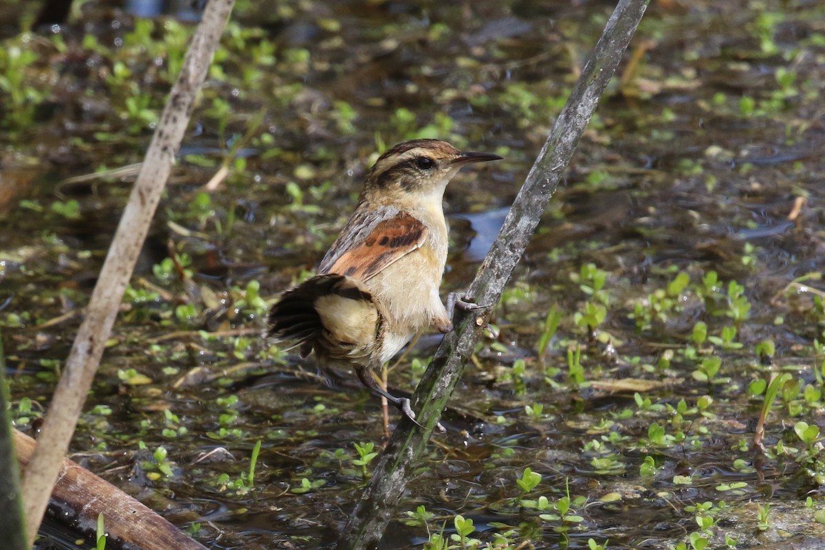 Wren-like Rushbird - ML643933572