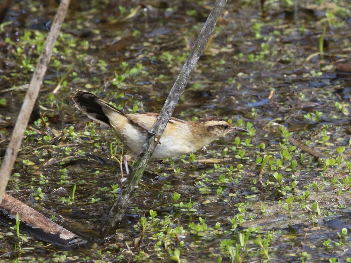 Wren-like Rushbird - ML643933573