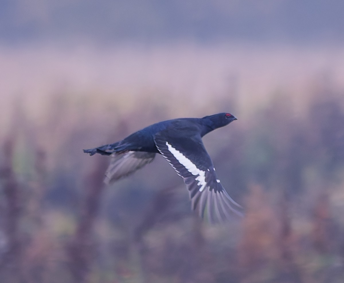 Хар хур - ML643933583