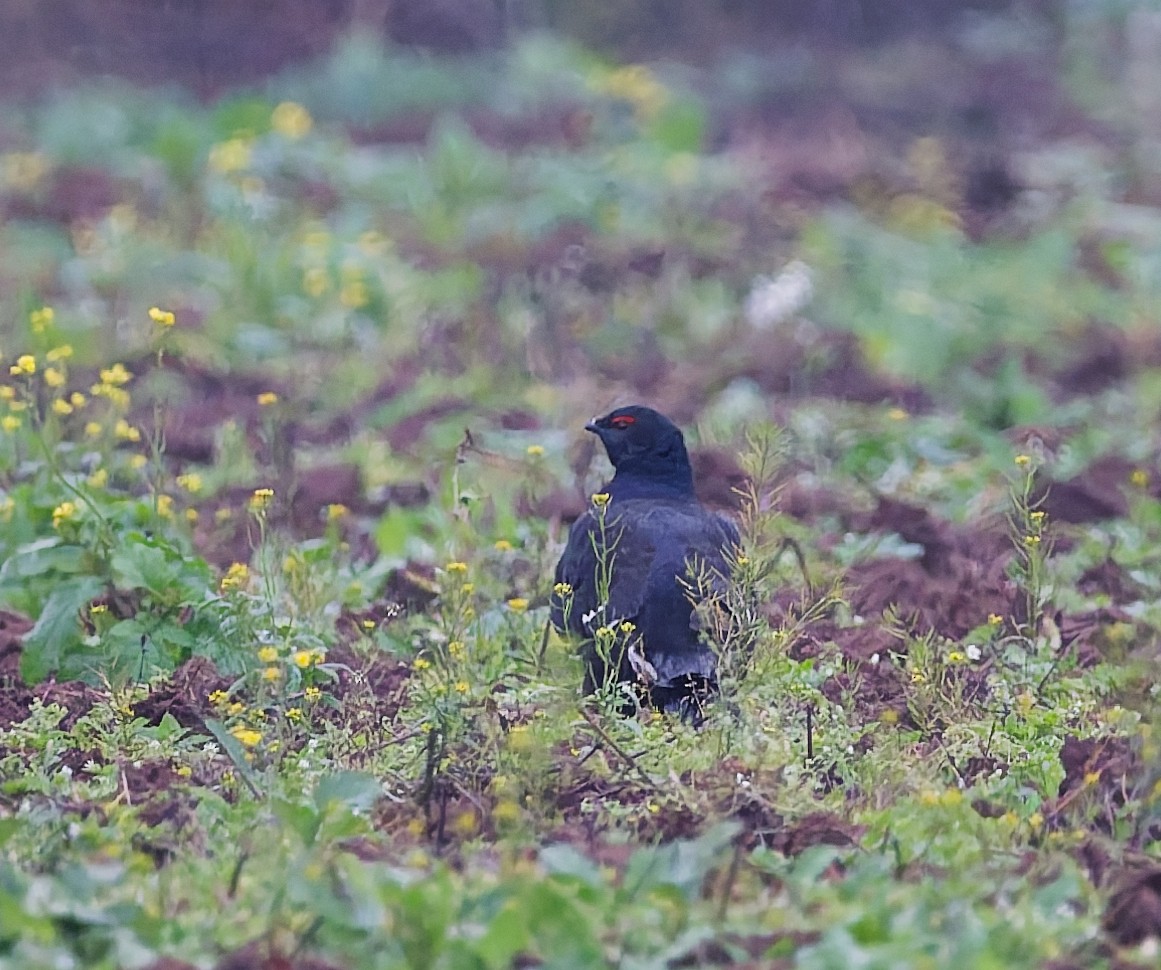 Хар хур - ML643933584