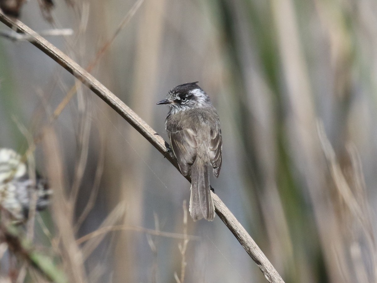 Tufted Tit-Tyrant - ML643933594