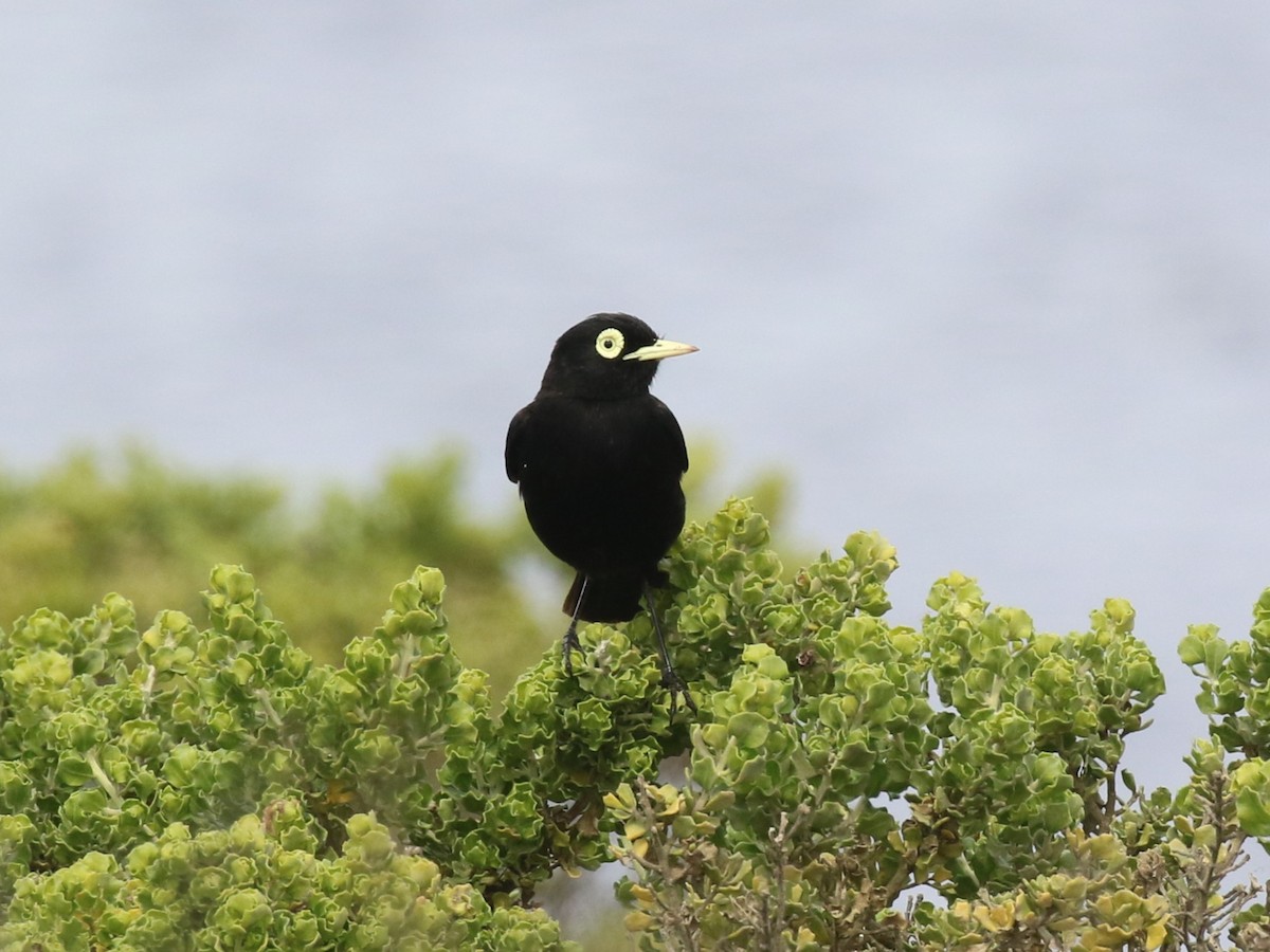 Spectacled Tyrant - ML643933603