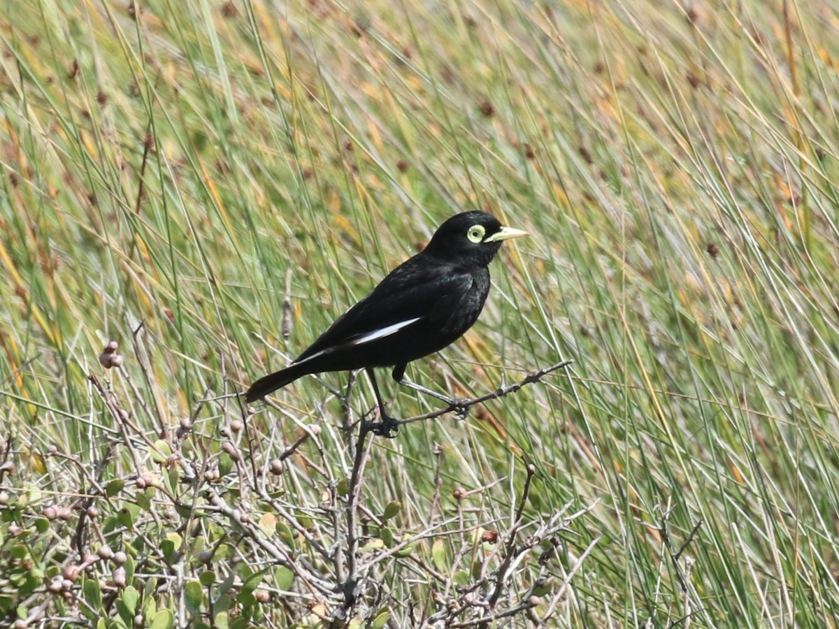 Spectacled Tyrant - ML643933604
