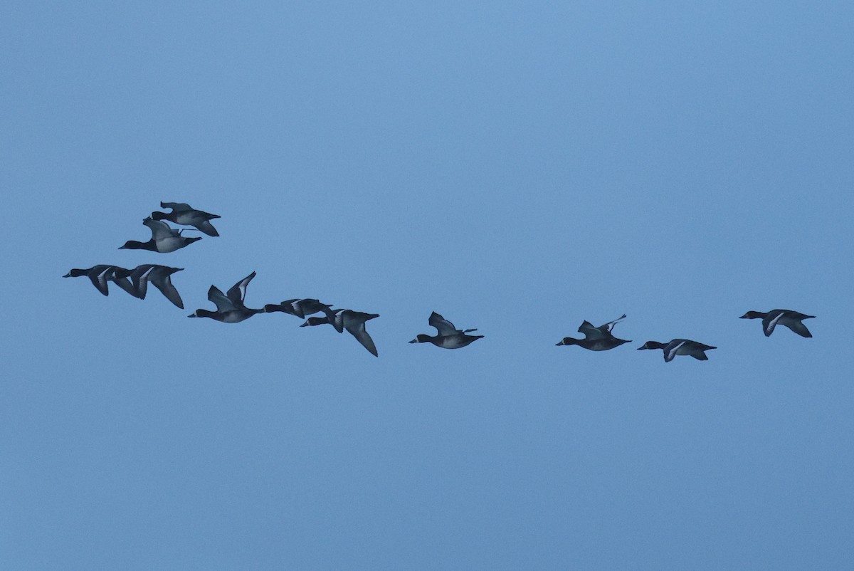 Greater Scaup - ML643933625