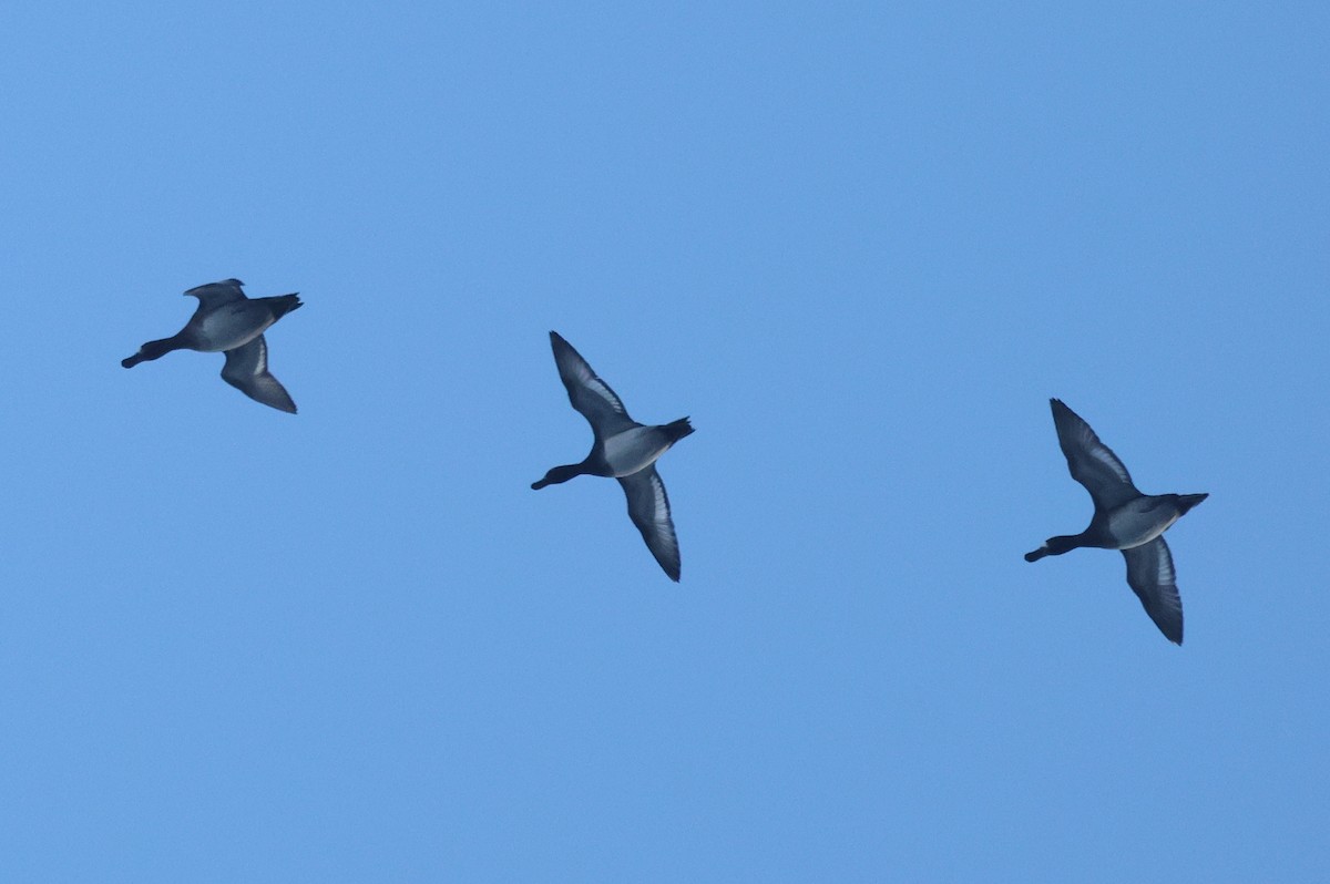Greater Scaup - ML643933628