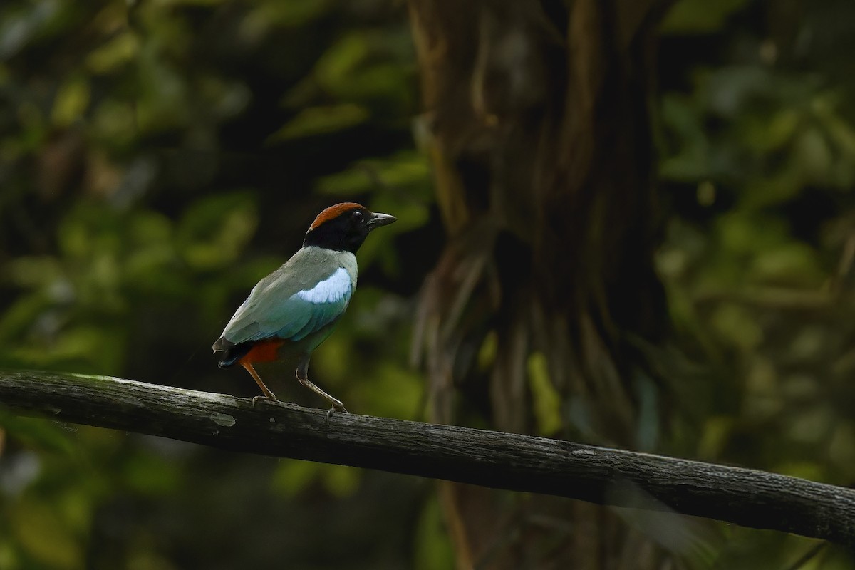 Western Hooded Pitta - ML643933631