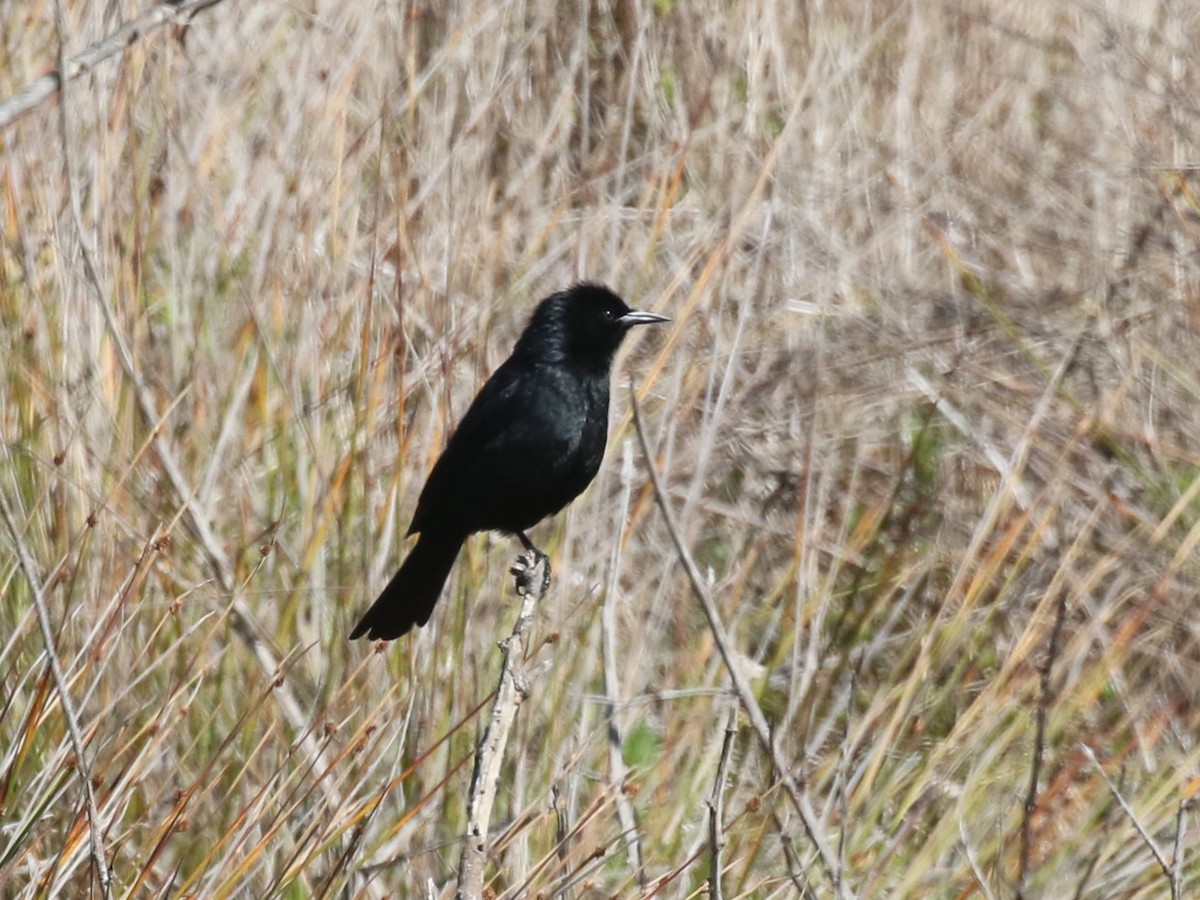 Austral Blackbird - ML643933632