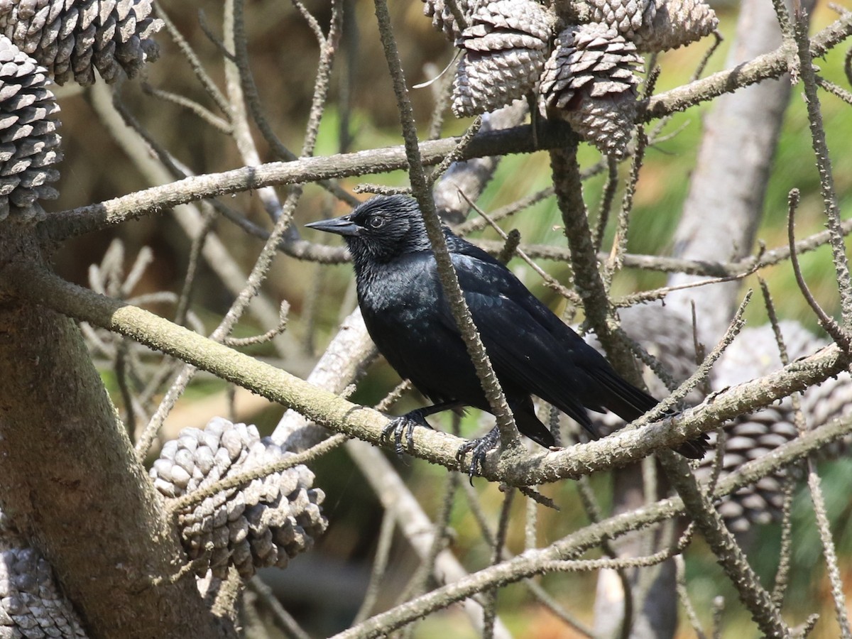 Austral Blackbird - ML643933633
