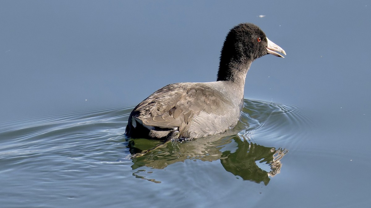 American Coot - ML643933634