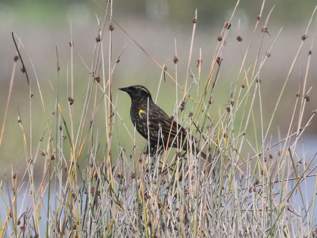 Yellow-winged Blackbird - ML643933646