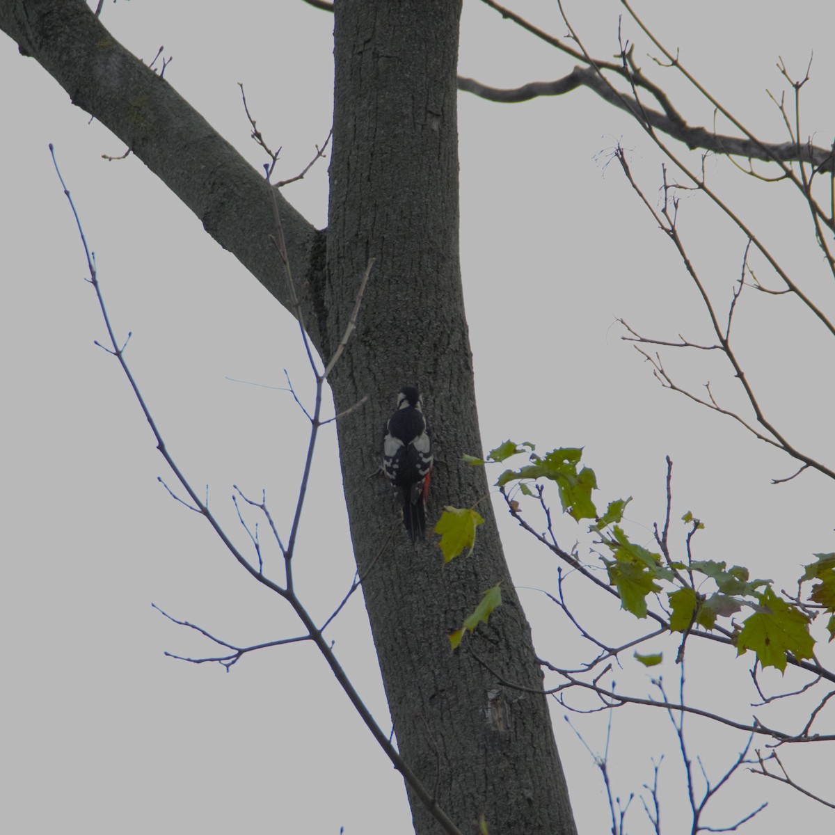 Great Spotted Woodpecker - ML643933686