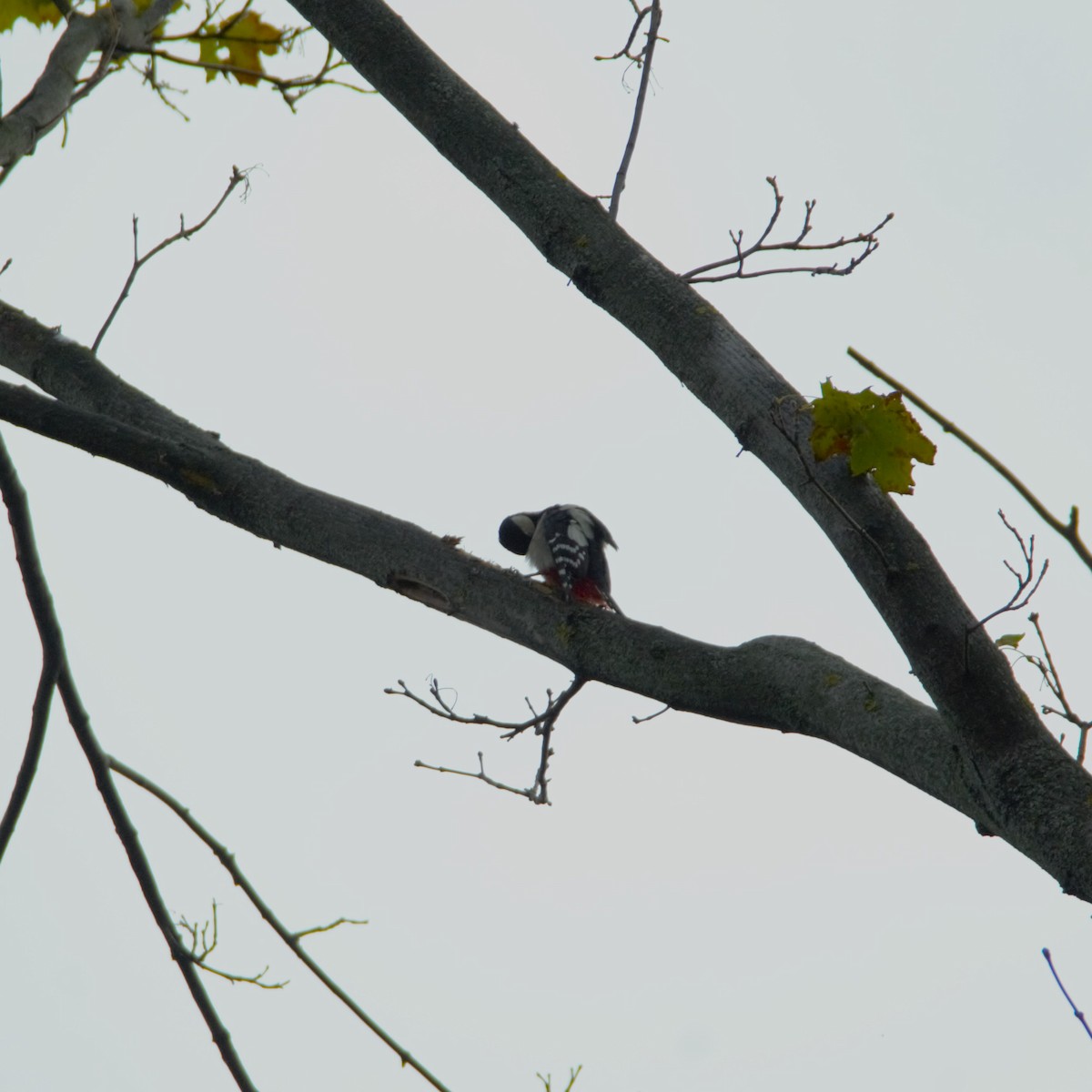 Great Spotted Woodpecker - ML643933687