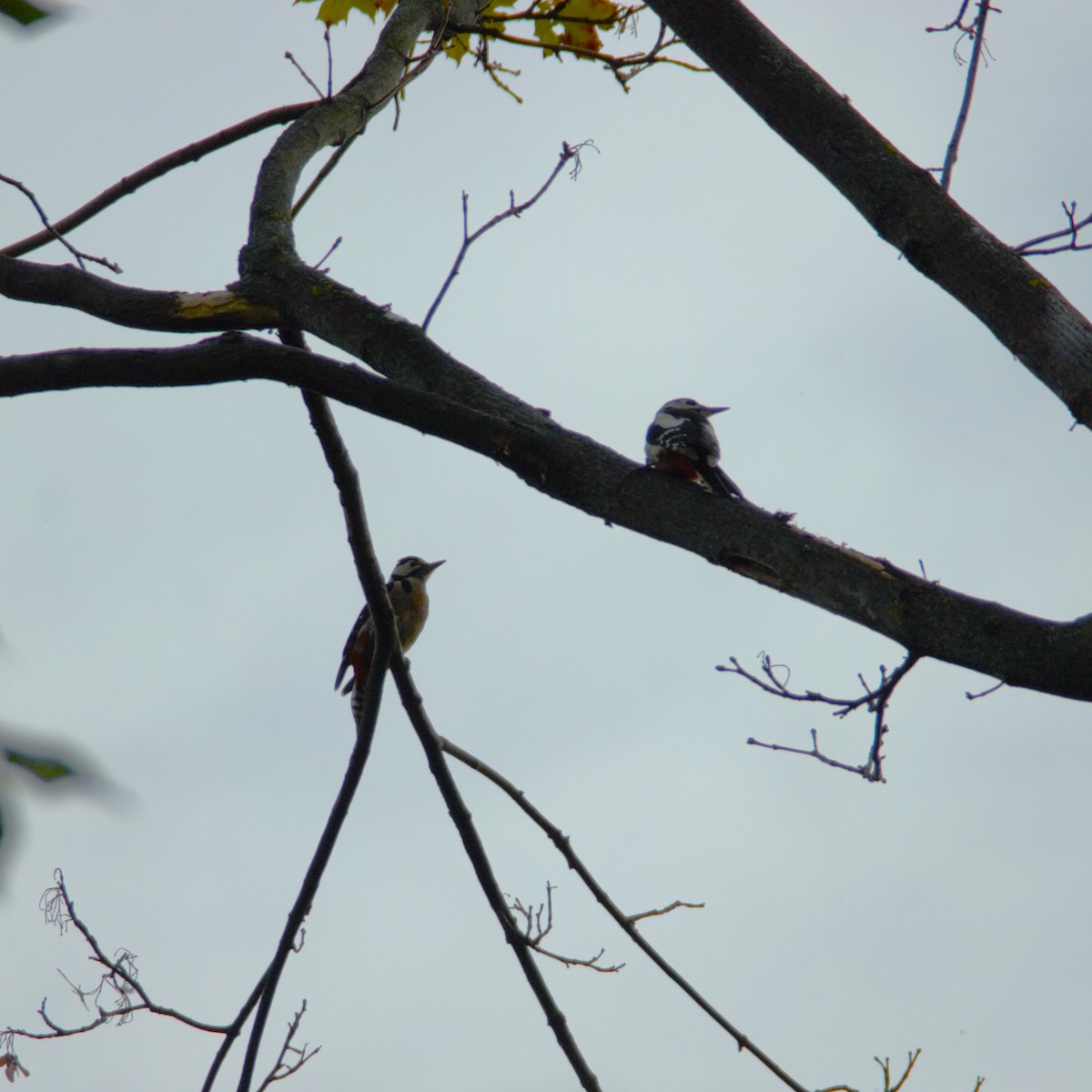 Great Spotted Woodpecker - ML643933688