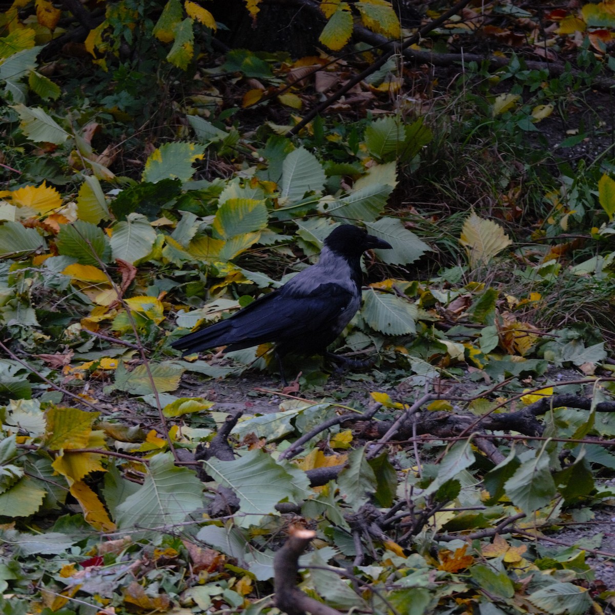 Hooded Crow - ML643933695