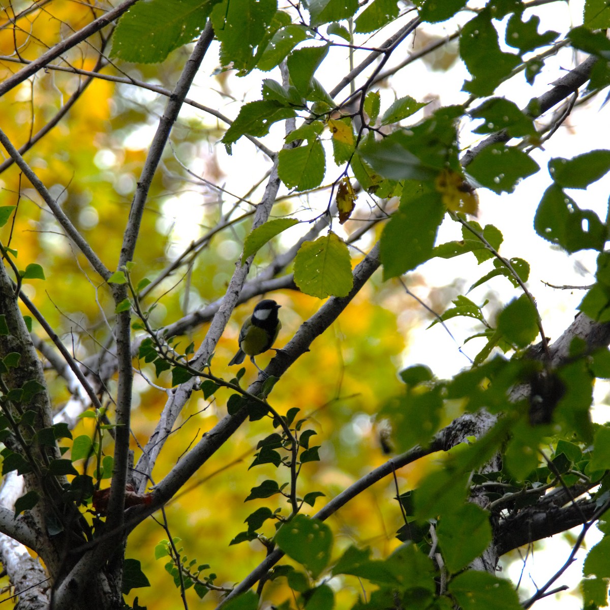 Great Tit - ML643933707