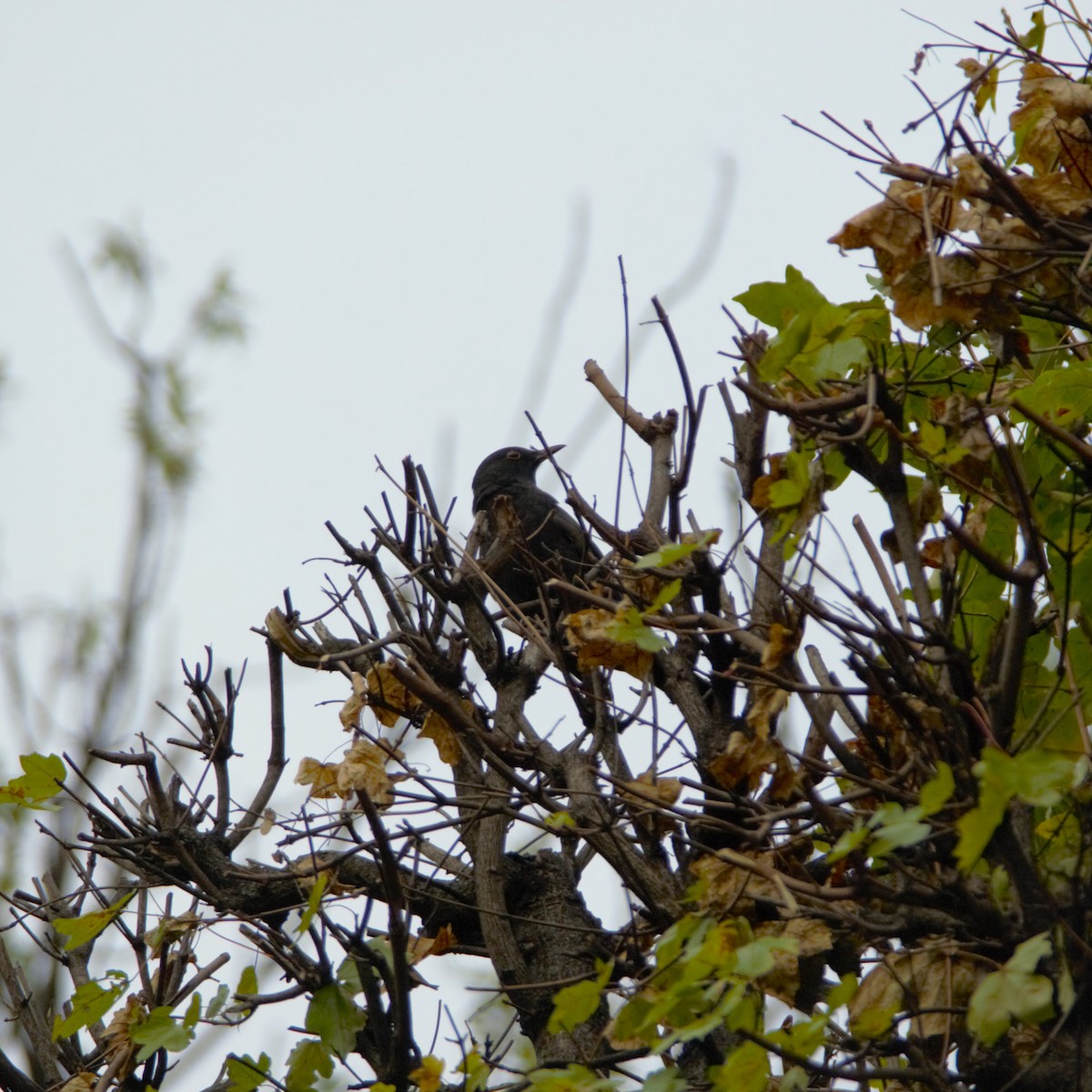 Eurasian Blackbird - ML643933710