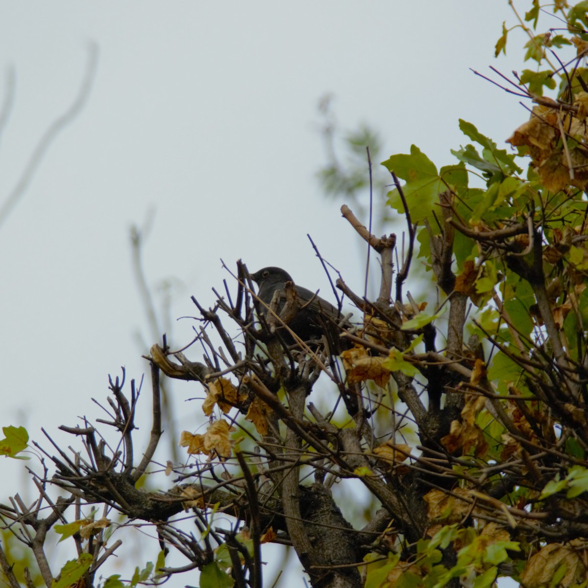 Eurasian Blackbird - ML643933711