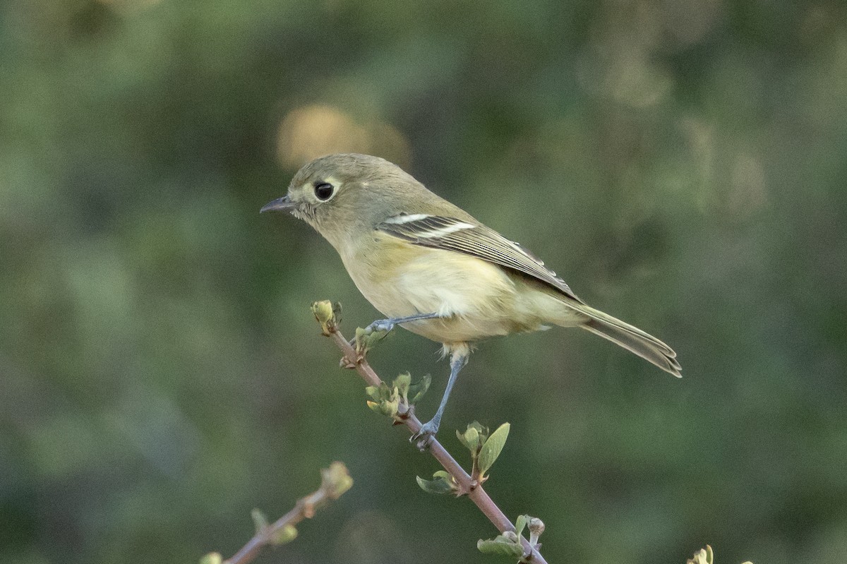 Hutton's Vireo - ML643933733