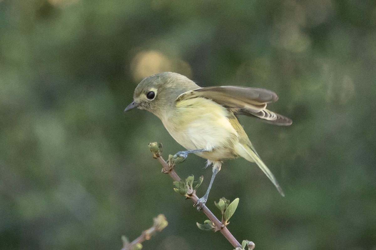 Hutton's Vireo - ML643933734