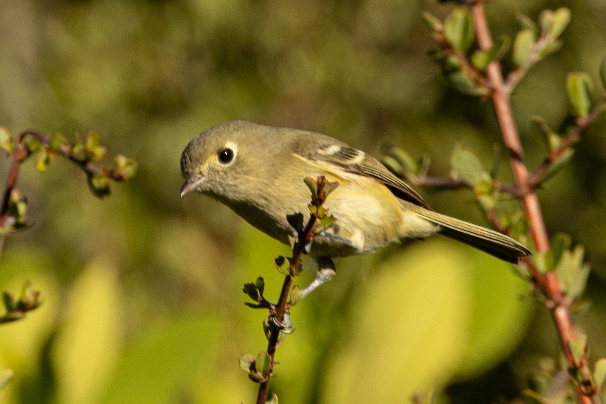 Hutton's Vireo - ML643933736