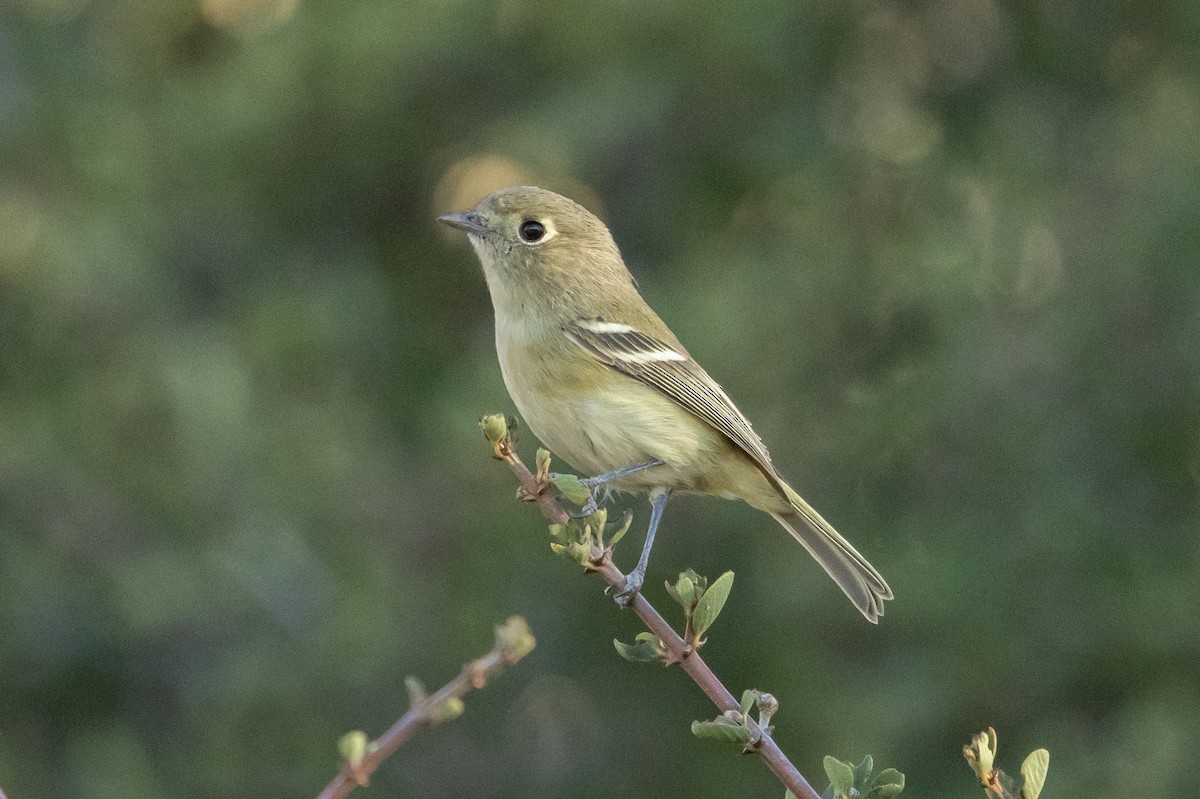 Hutton's Vireo - ML643933737
