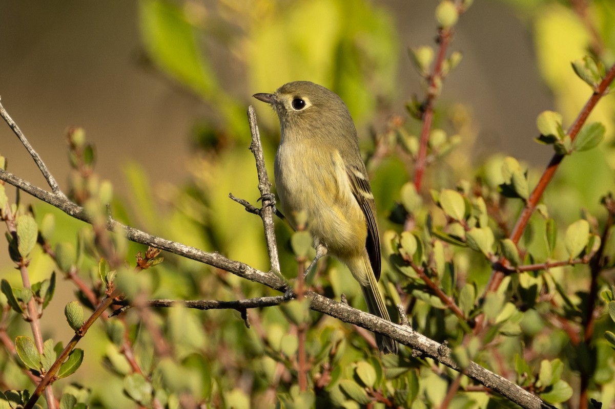Hutton's Vireo - ML643933738