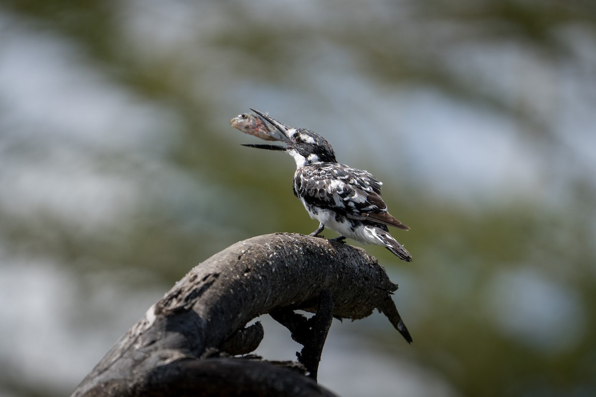 Pied Kingfisher - ML643933740