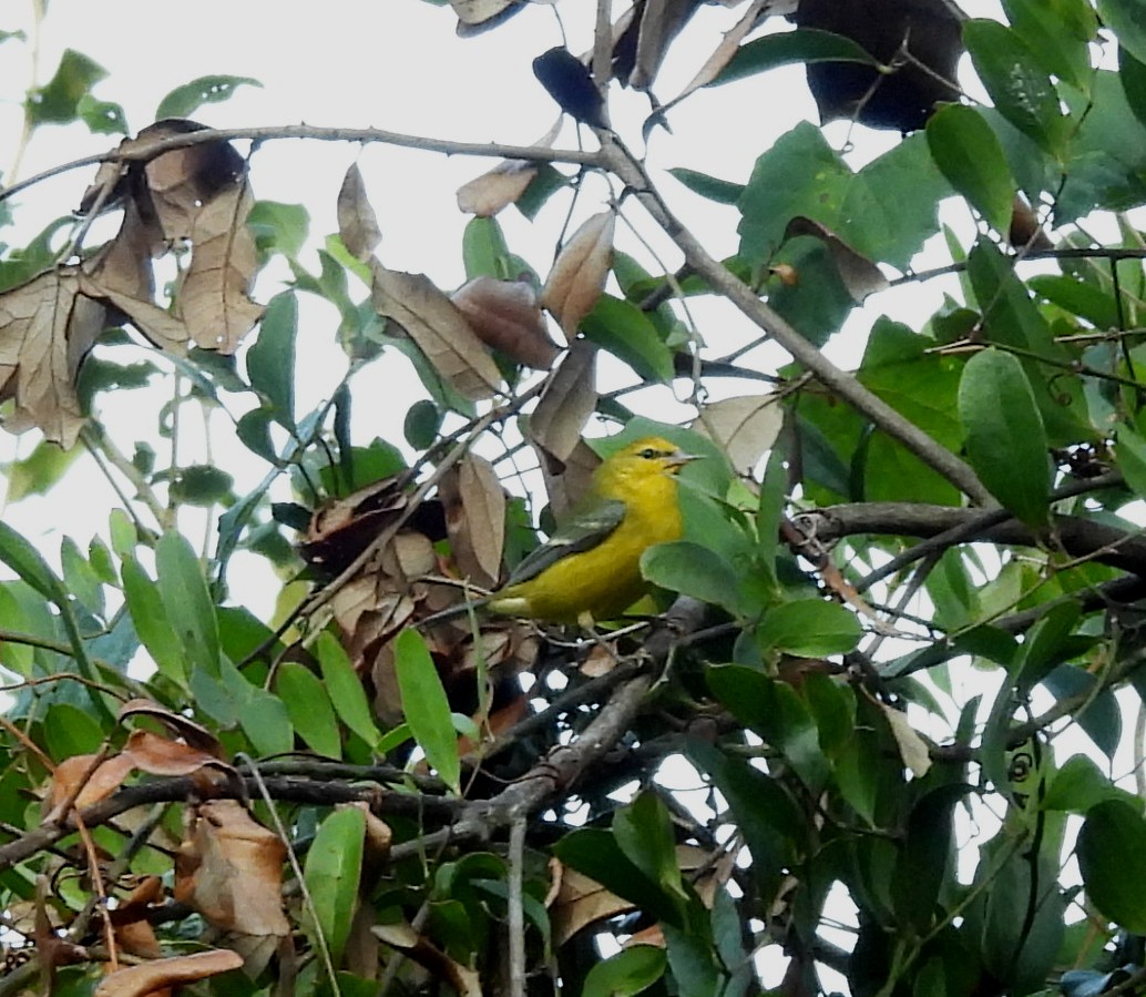 Blue-winged Warbler - ML643933744