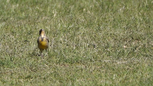 Western Meadowlark - ML643933806